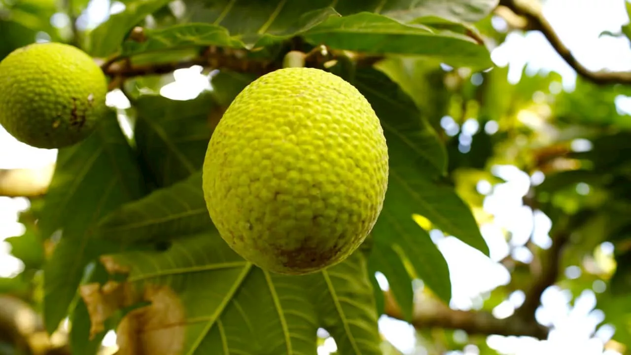 Hawaiian breadfruit could hold a key to devastated Lahaina's future