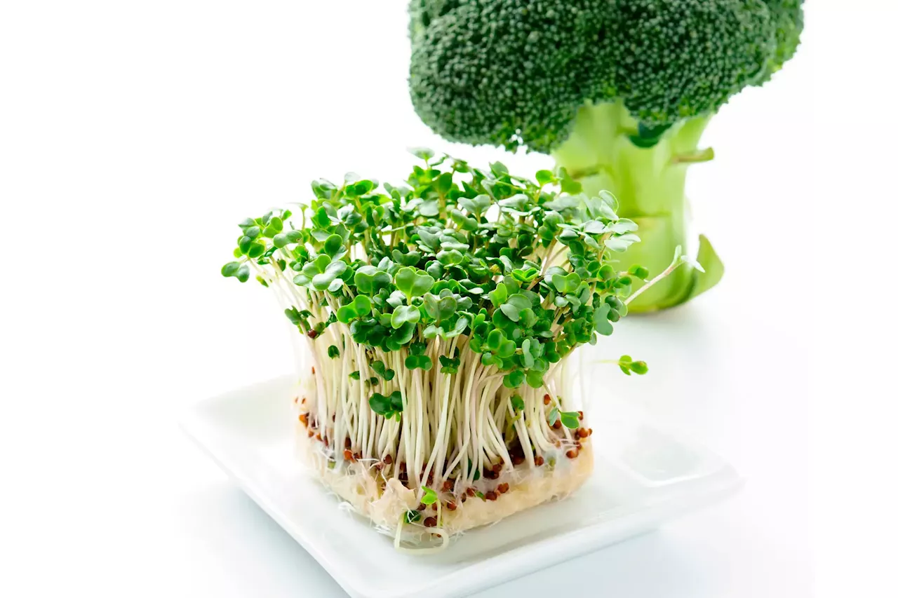 Green Power Surge: The Surprising Hidden Health Benefits of Broccoli Sprouts