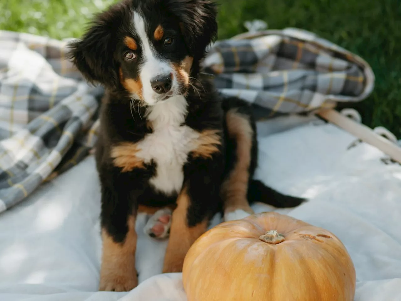 18 Dog Breed Pumpkin Carving Templates for Pet Owners to Use This Halloween