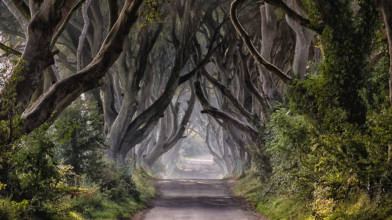 Game of Thrones' famous Dark Hedges trees could face chop in Northern Ireland