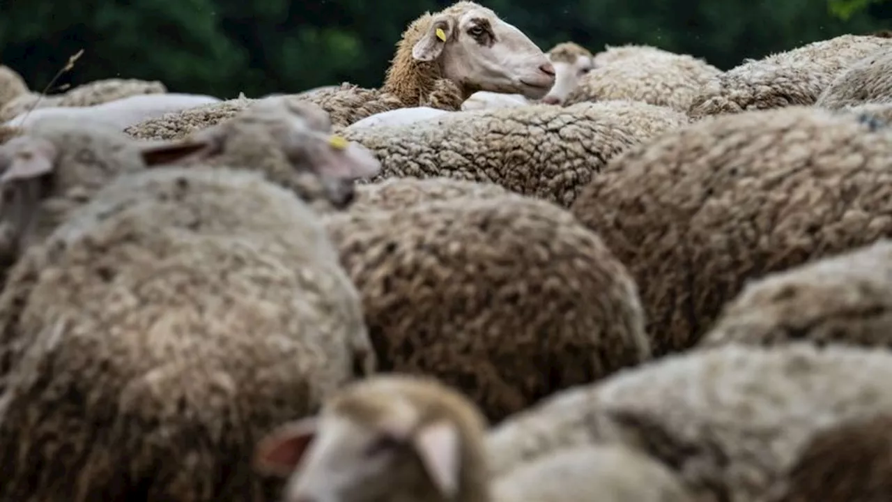 Virus: Nachweis der Blauzungenkrankheit bei Schaf im Ammerland