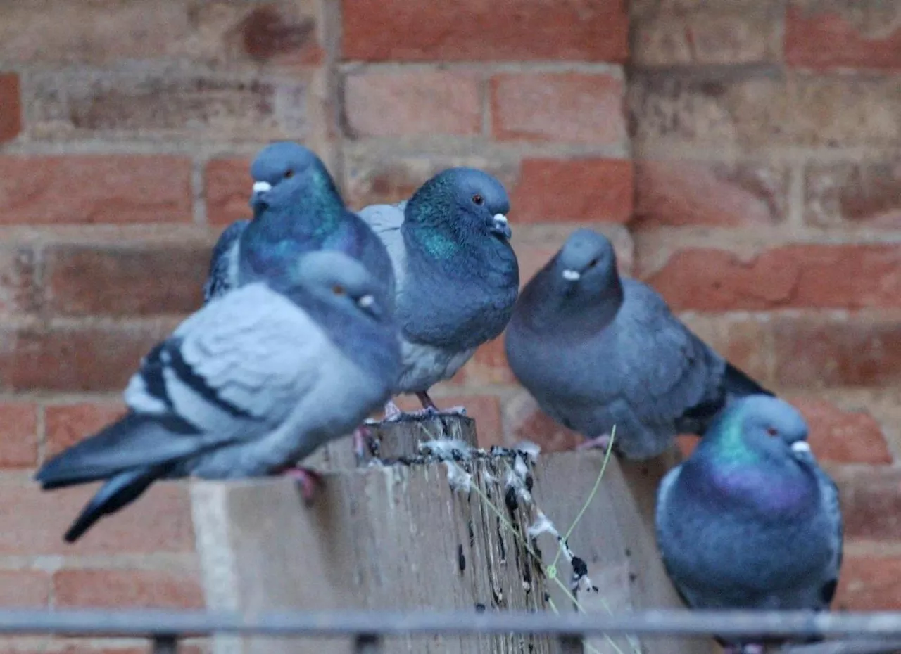 Charente-Maritime : des pigeons tirés à la carabine, une association s’y oppose