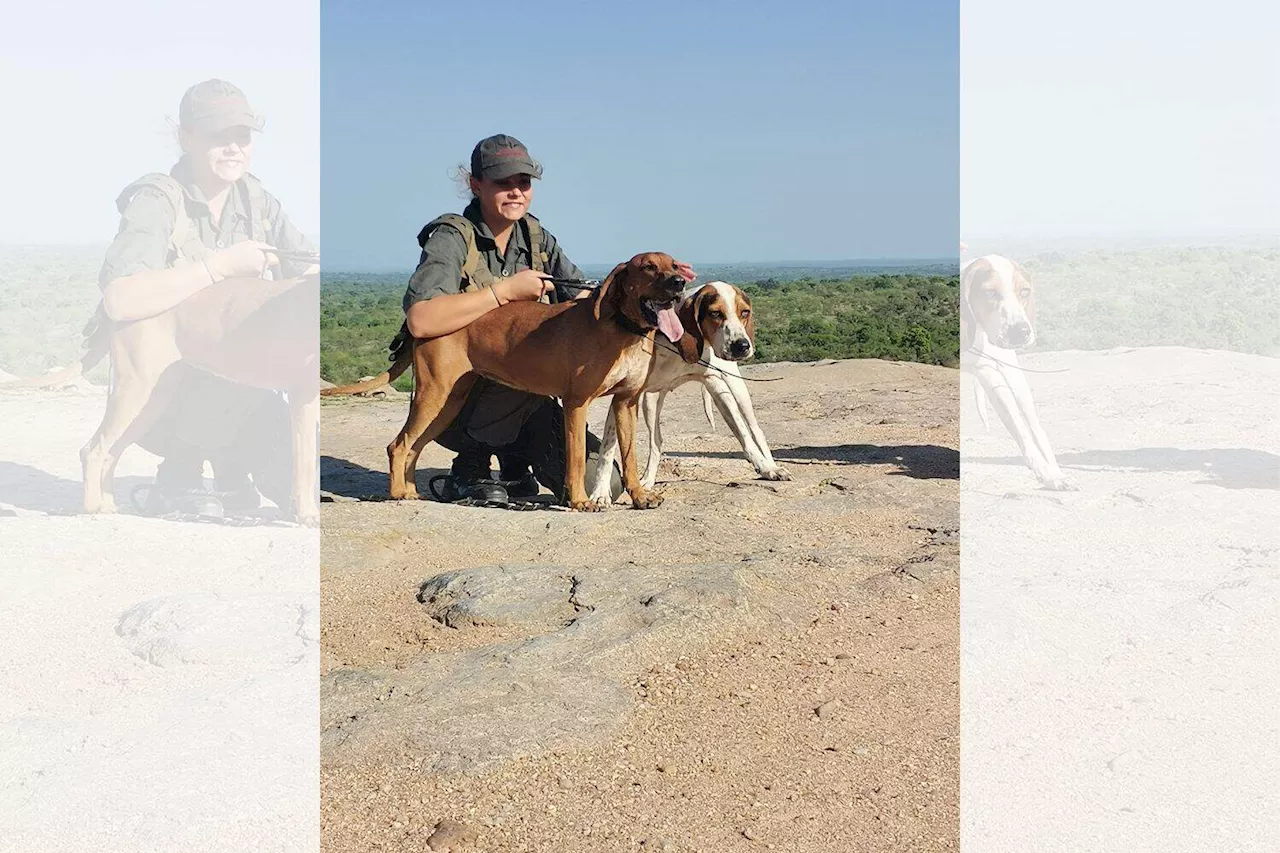 K9 heroes: Dogs’ vital role in Kruger Park’s poaching crackdown