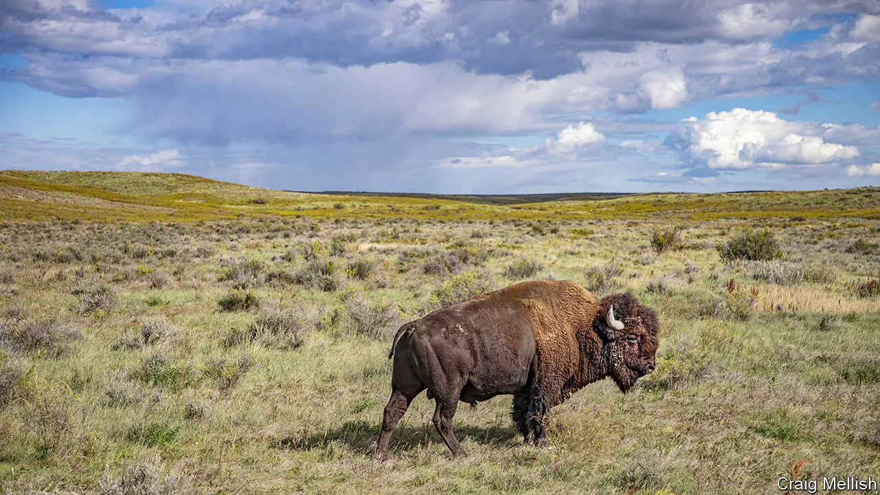 Ken Burns chronicles the sad fate of the American buffalo