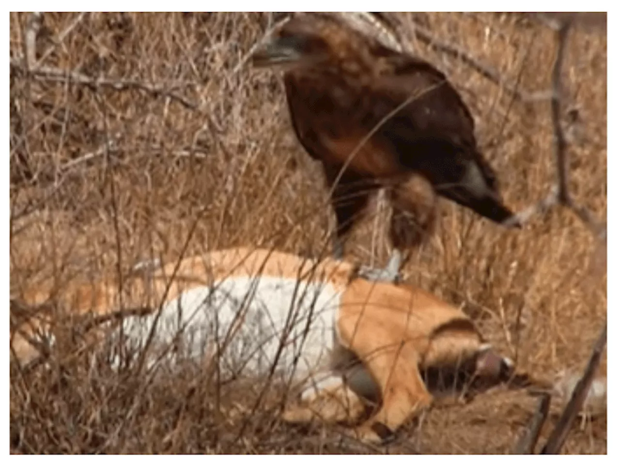 WATCH: Old lion steals from young lion that stole from vultures [VIDEO]