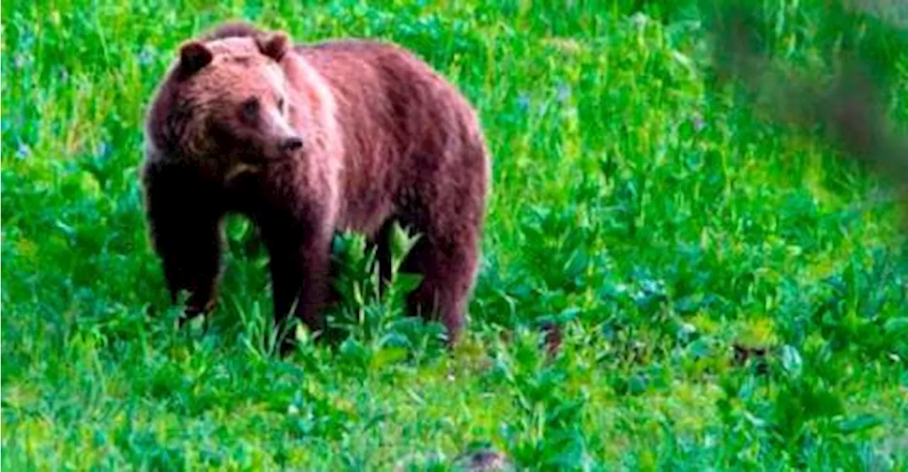 Japan to provide aid to local governments over bear attacks