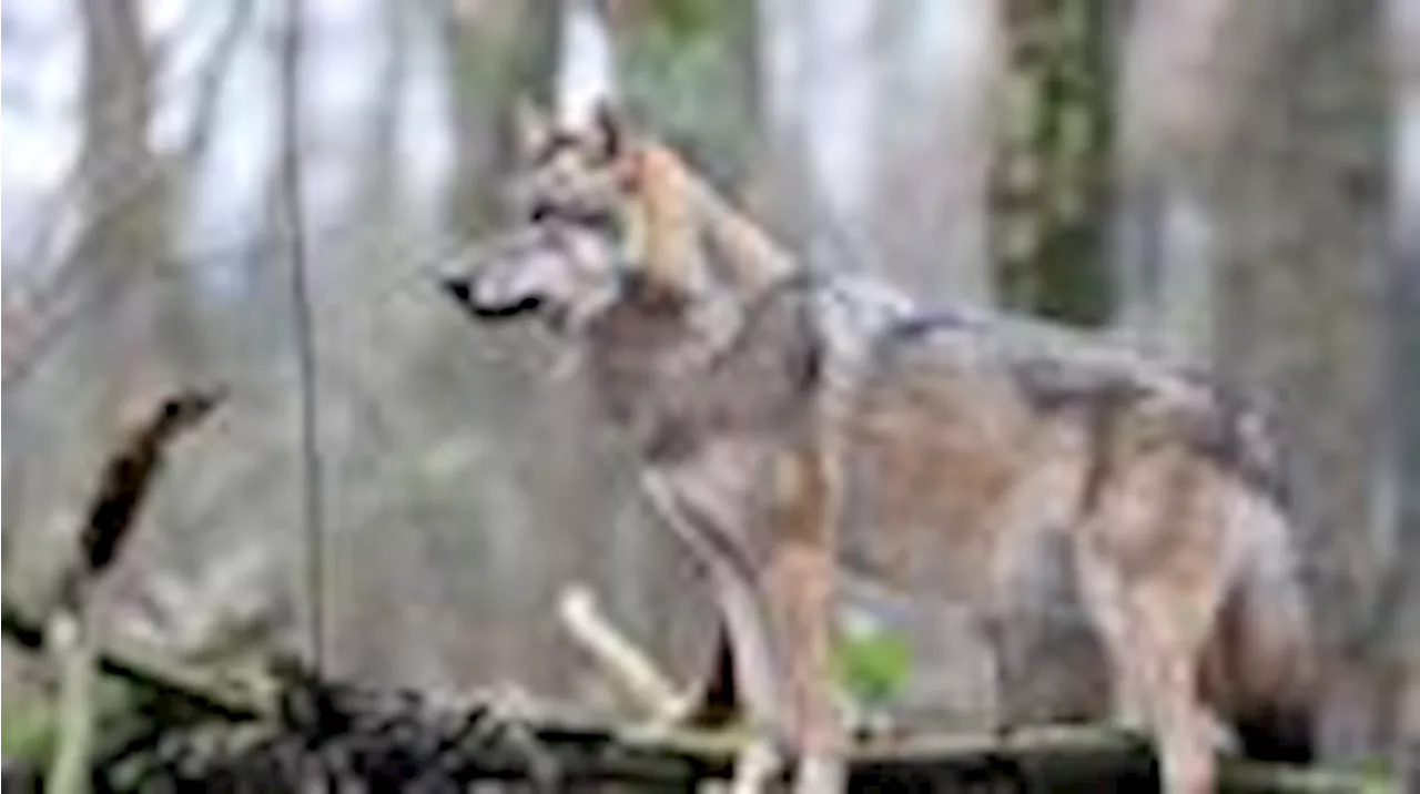 Bremen: Wolf offenbar am Bremer Weserufer gesichtet