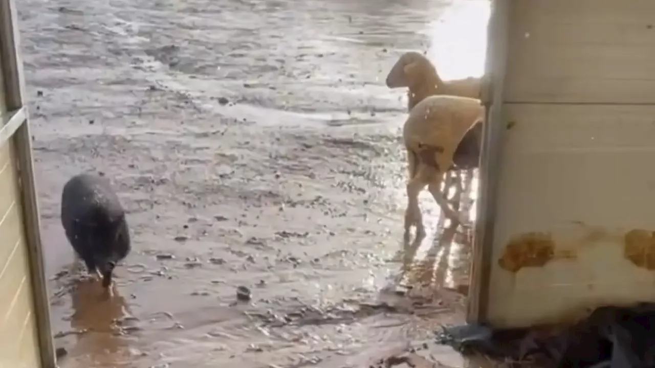 Cómo ayudar a los refugios de animales afectados por las lluvias torrenciales