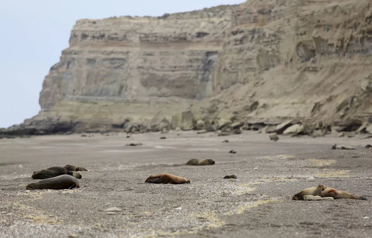 Brésil : Plus de 500 lions de mer et otaries morts sur les côtes, la grippe aviaire en cause