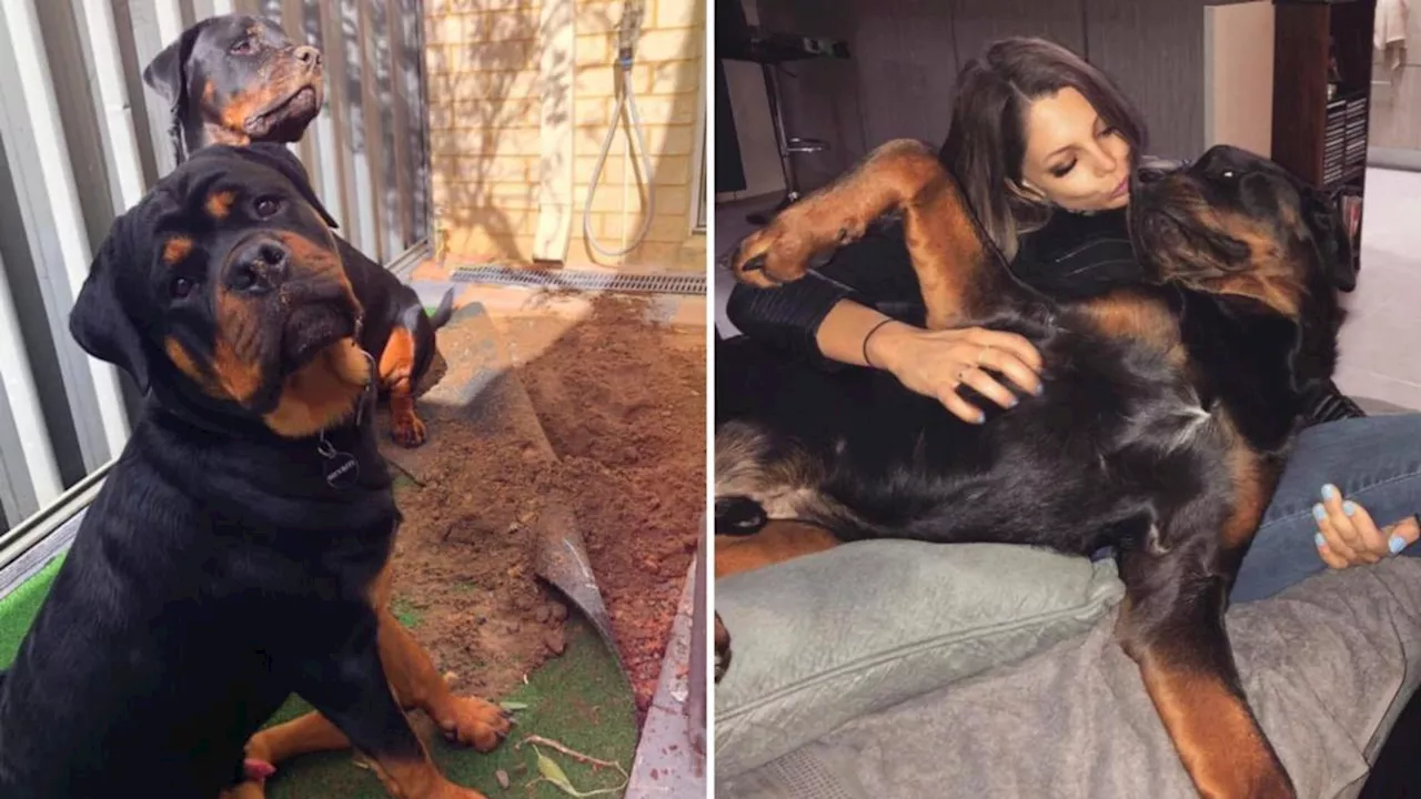 Pet rottweiler Harlem euthanised following September attack on owner Nikita Piil at home in Success