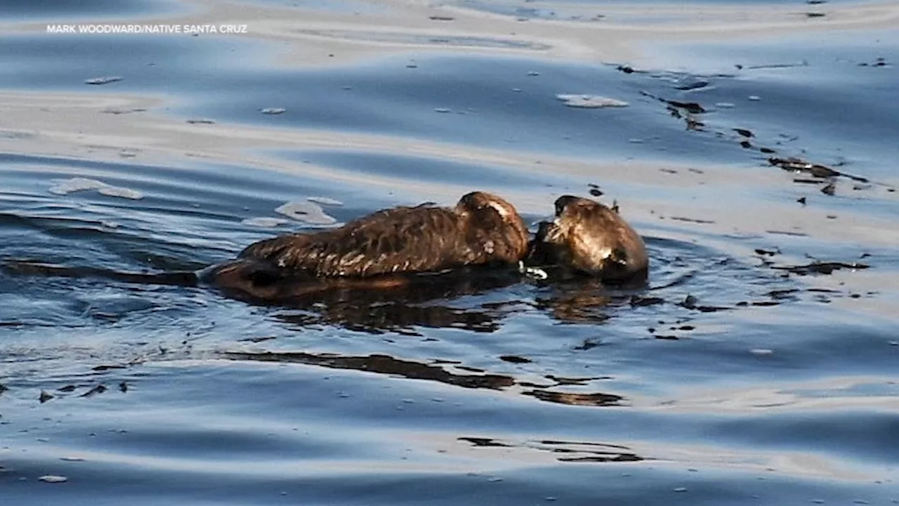 AnOTTER One: Infamous Santa Cruz sea otter known for hijacking surfboards gives birth to pup