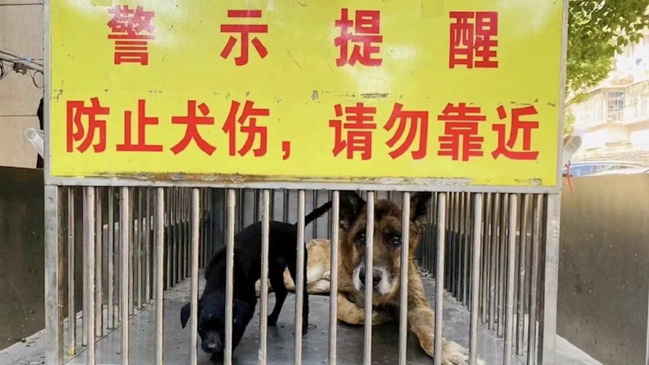 Dog owners in China fearful after mauling of two-year-old leads to crackdown and anti-dog sentiment