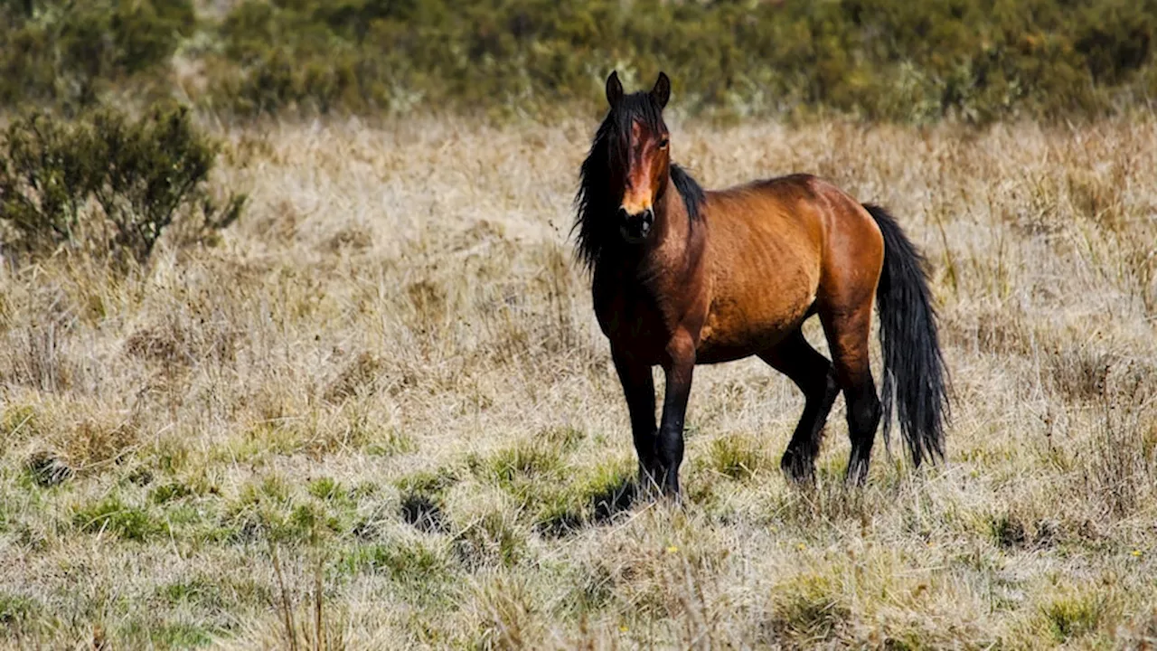 NSW government adopts aerial shooting to reduce feral horse numbers in Koscisuzko