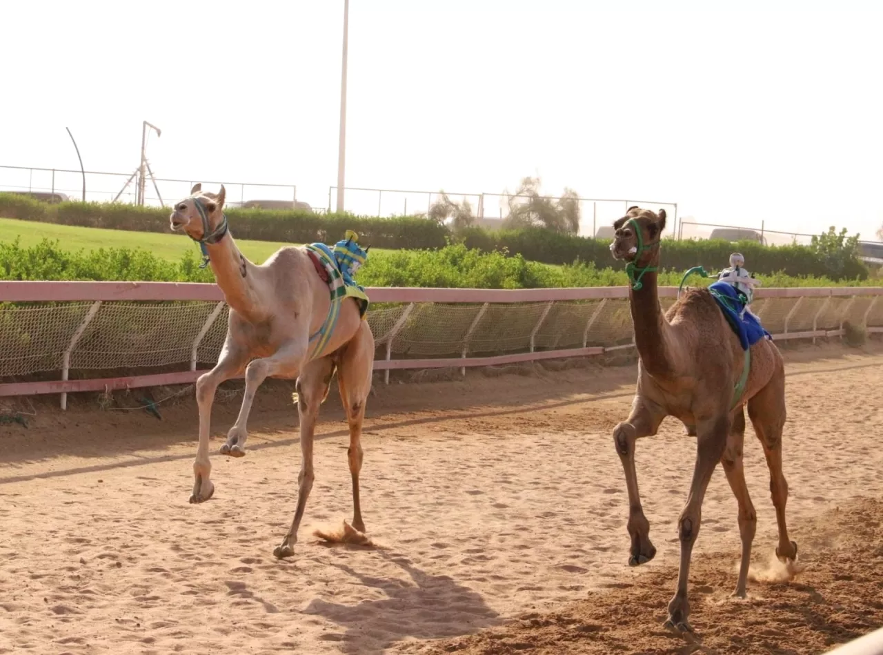 مهرجان حاكم الشارقة لسباقات الهجن ينطلق في الذيد اليوم