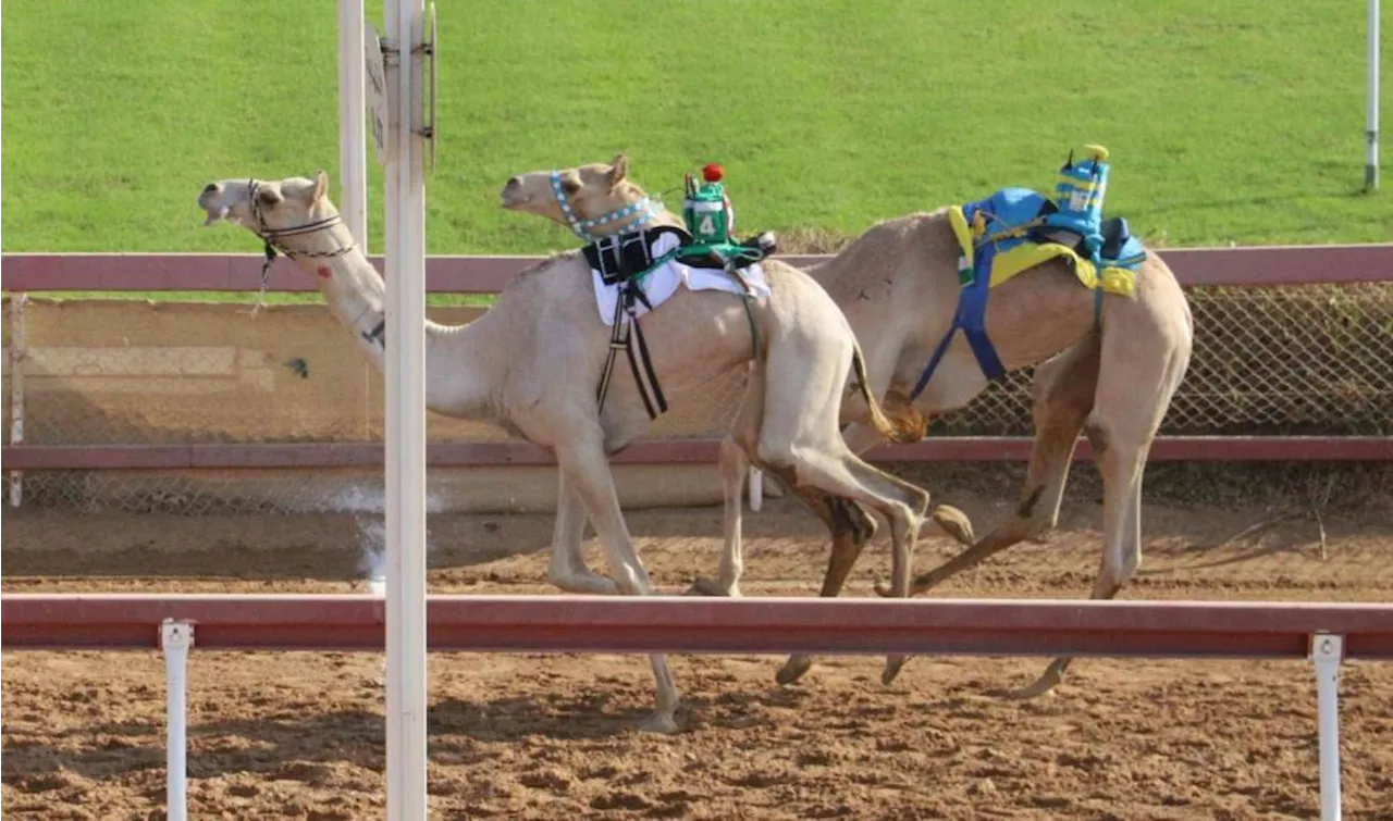 مهرجان حاكم الشارقة لسباقات الهجن ينطلق الجمعة