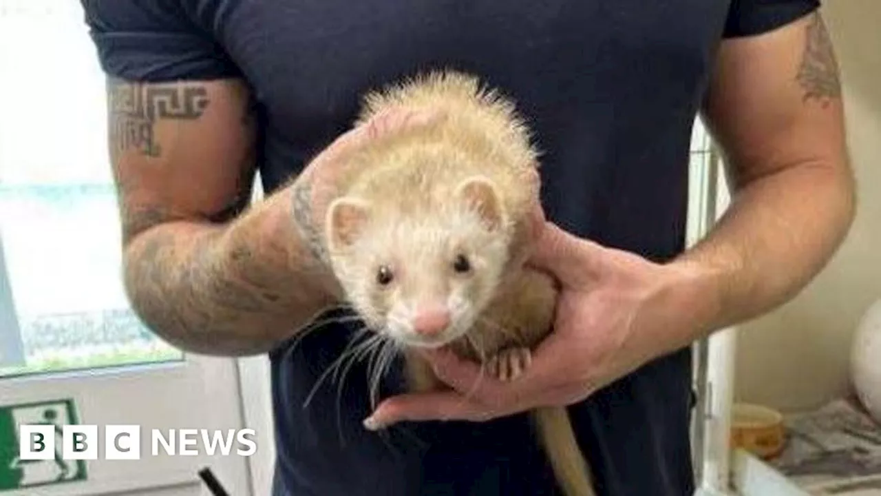 London Victoria: Ferret rescued from Tube station