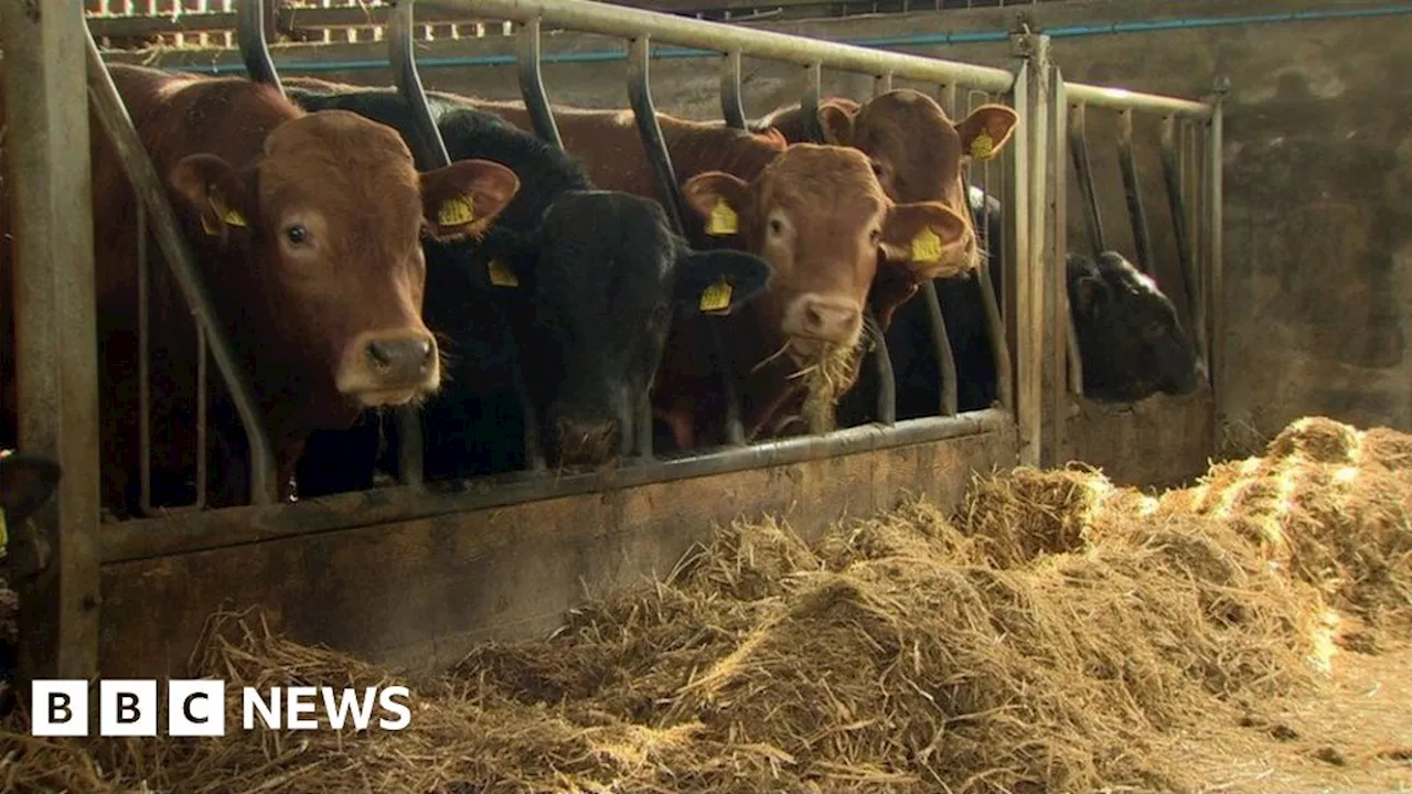 Brexit: Northern Ireland vets' strike will affect animal checks at ports