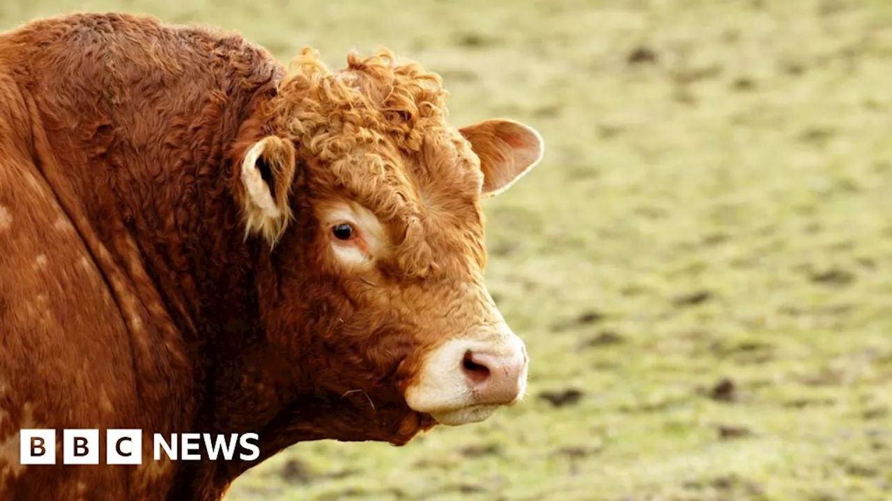 Clogher: Tanks containing cattle semen stolen in burglary