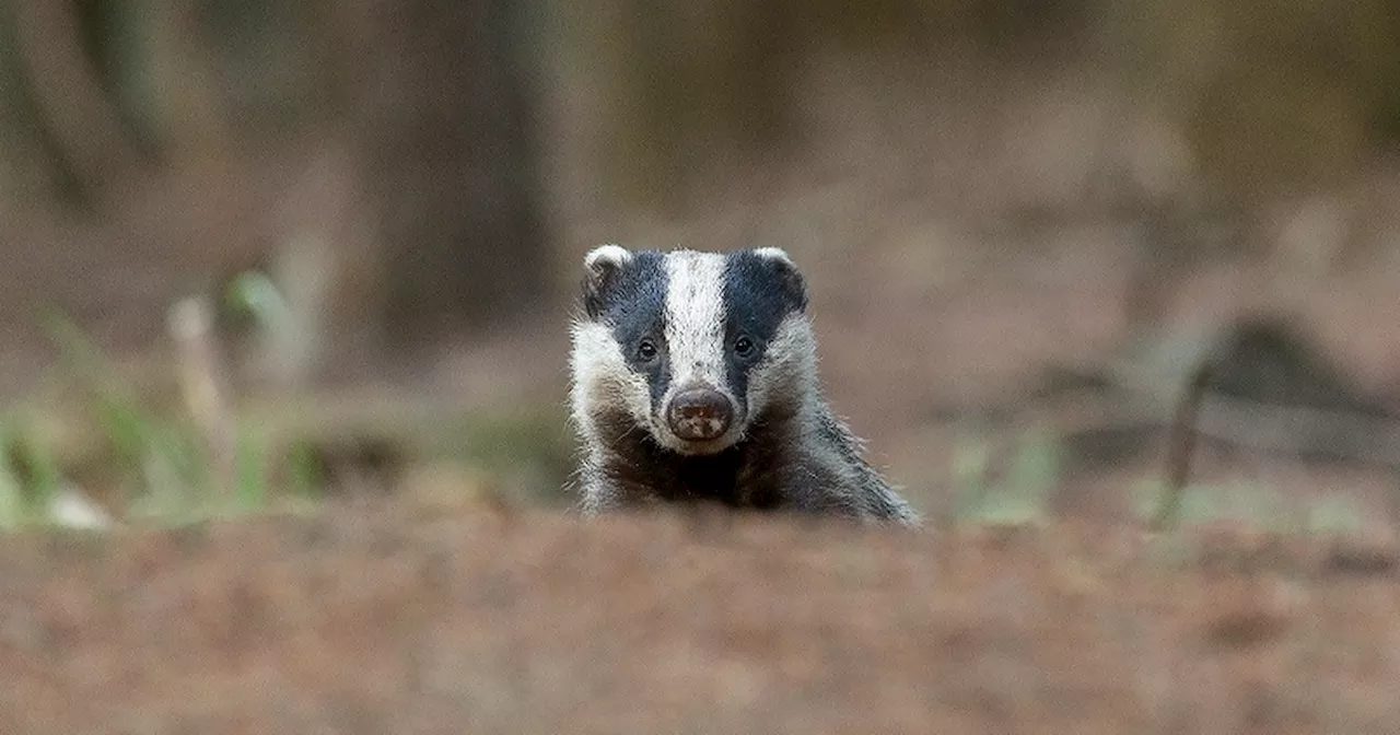 Badger cull 'culled' by Belfast High Court