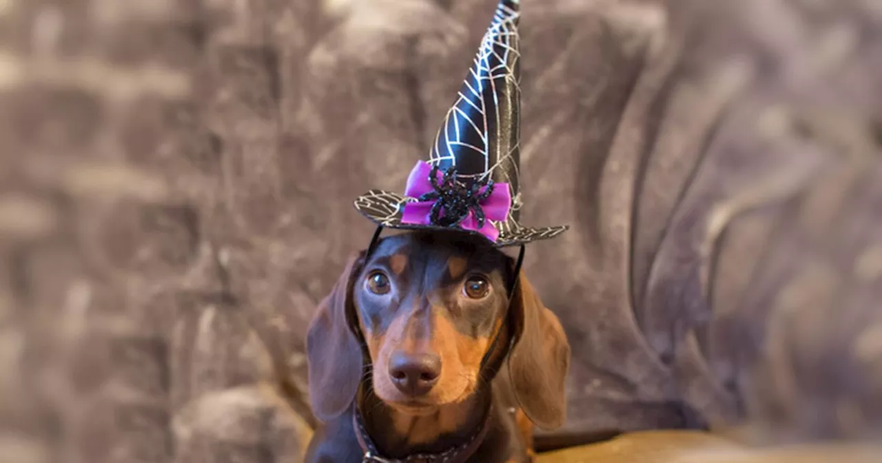 Vote for NI's best-dressed pet this Halloween