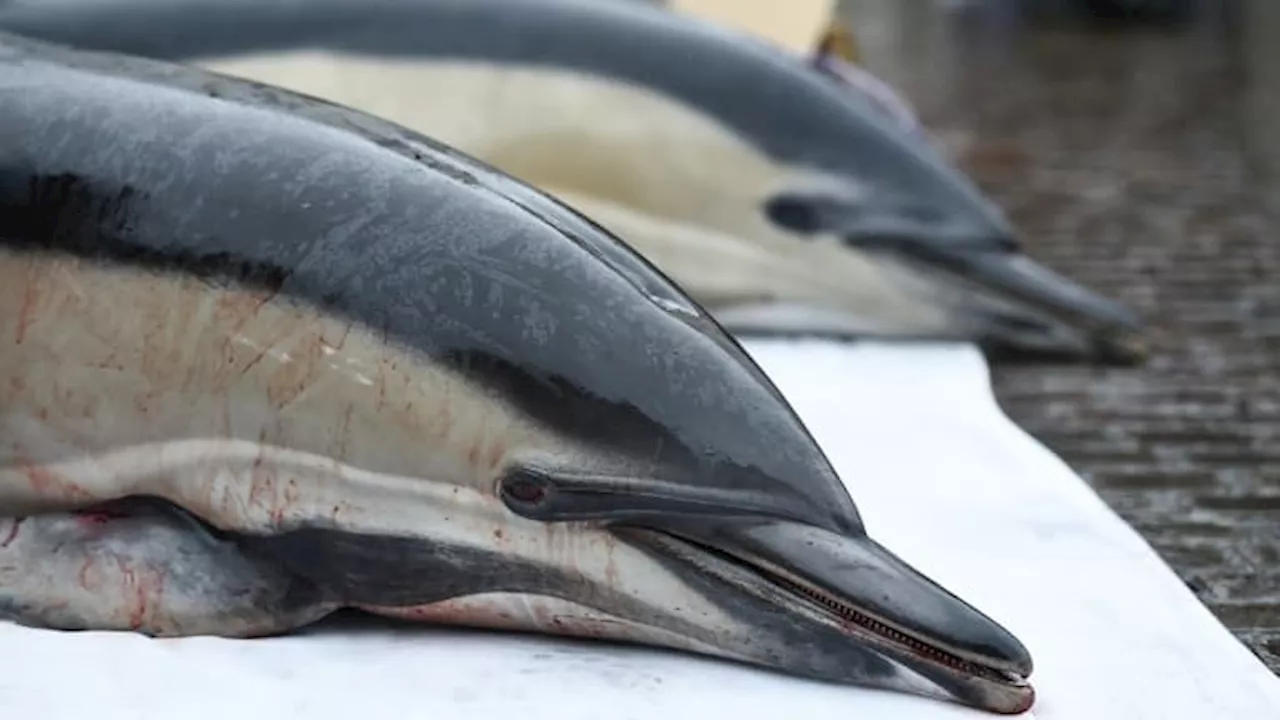 Échouages de dauphins: un mois sans pêche pour les gros bateaux dans le Golfe de Gascogne