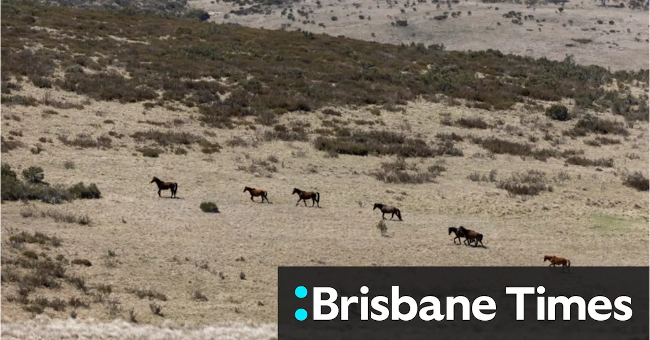 Aerial shooting of feral horses approved by NSW government