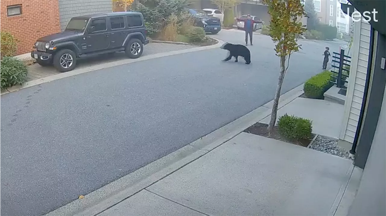 Video: Chilling Port Coquitlam bear encounter a timely reminder to stay aware