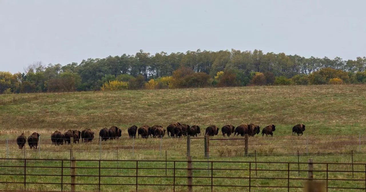 1.6 million acres of Great Plains grasslands were destroyed in 2021 alone, World Wildlife Fund says