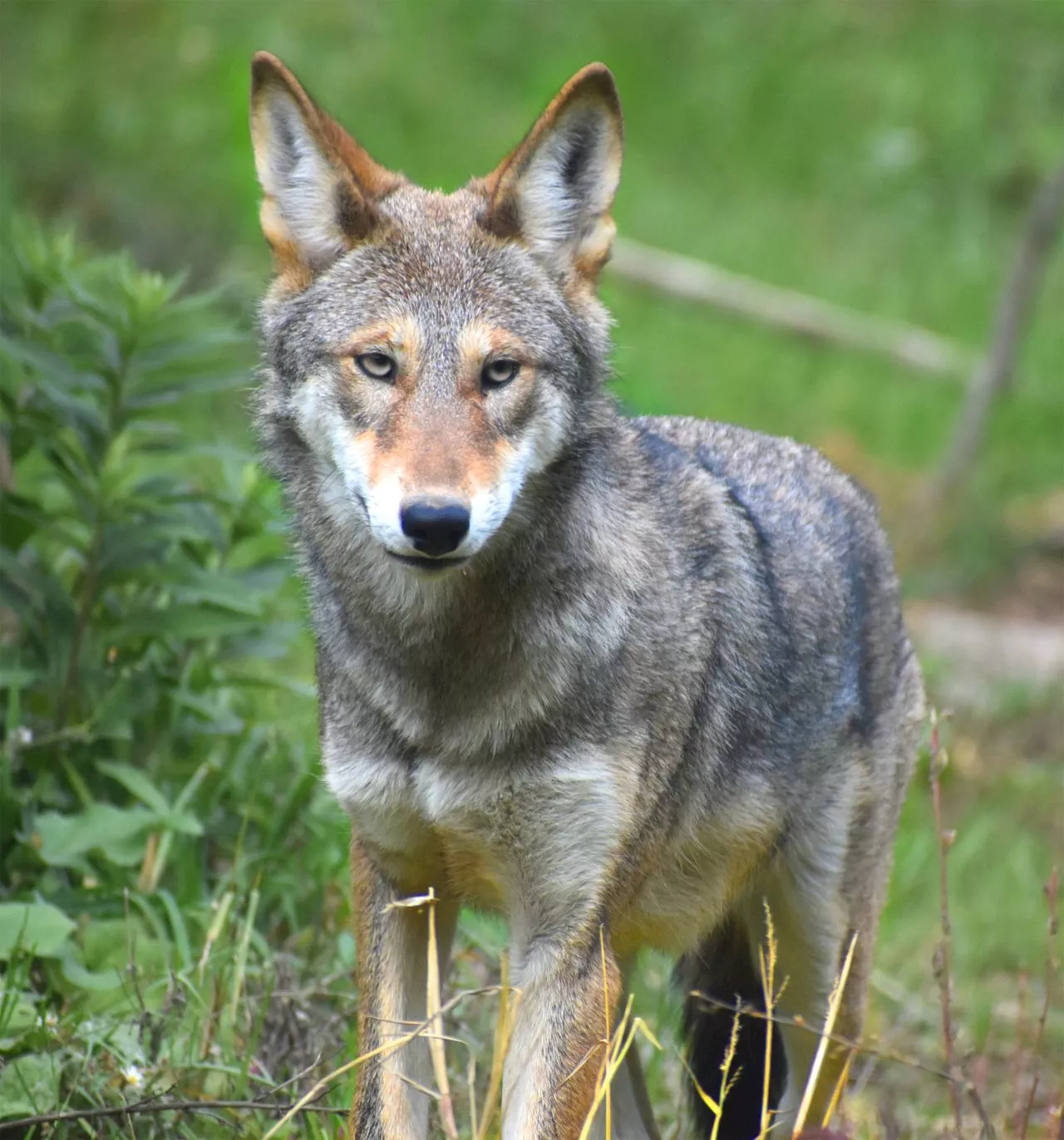 Akron Zoo welcomes family of 4 critically endangered red wolves