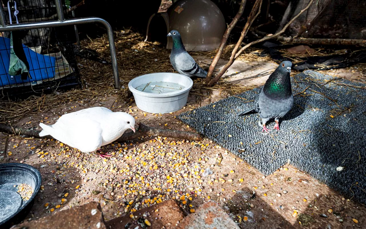 Bird brained: OSU study finds pigeons problem solve using same methods as AI