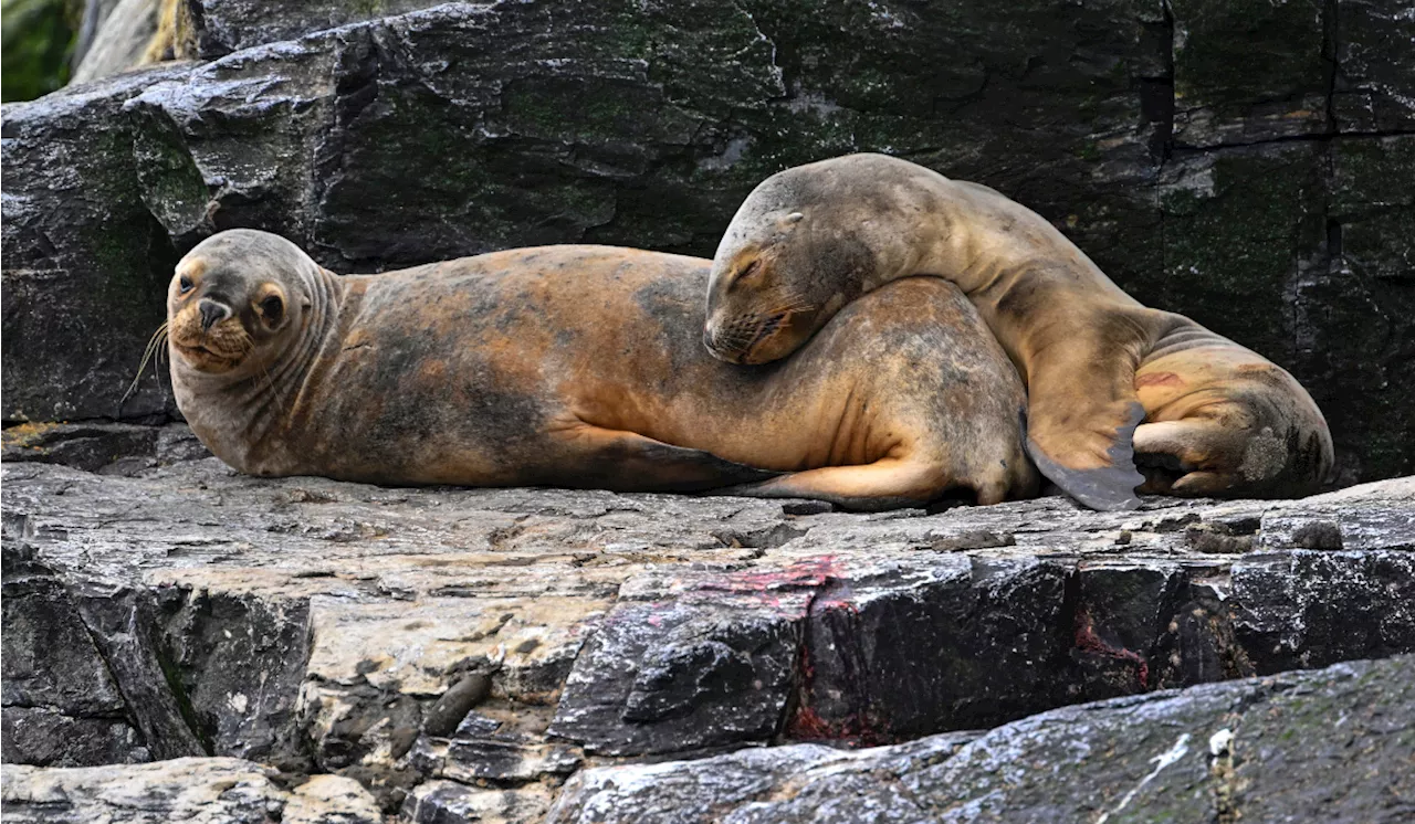 Brésil : plus de 500 lions de mer et otaries morts de grippe aviaire