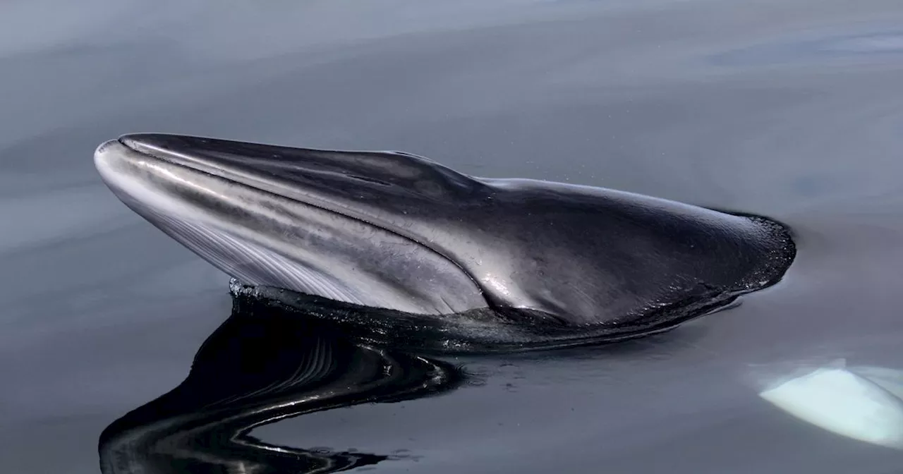 Minke whale seen in Scotland for decades sets record for number of years spotted