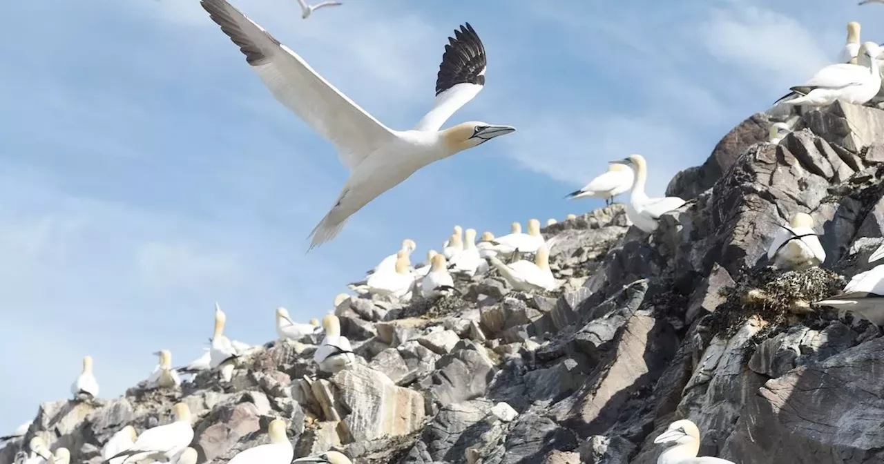 Scotland's iconic Bass Rock gannets plummet by third in wake of deadly bird flu