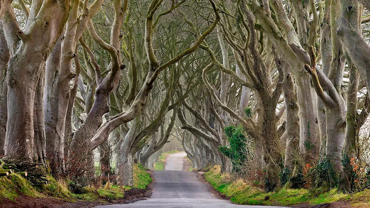 Game of Thrones' famous Dark Hedges face the CHOP: Beech trees have become dangerously unstable and...