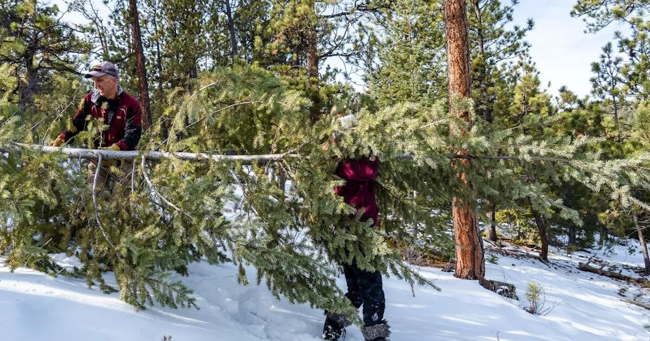 Chop your own Colorado Christmas tree: Permits to cut a tree are becoming available around the state