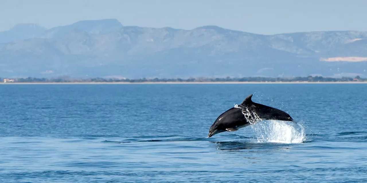 Les filets de pêche, «principale cause de la mort des dauphins» sur les côtes atlantiques françaises