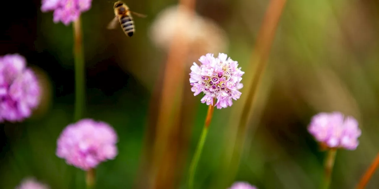 Natur: Grasnelke ist «Blume des Jahres 2024»