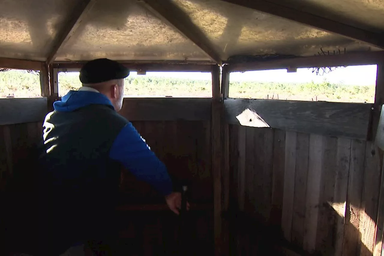 Chasse aux alouettes : les chasseurs mènent une expérimentation dans les Landes, la LPO dépose un recours