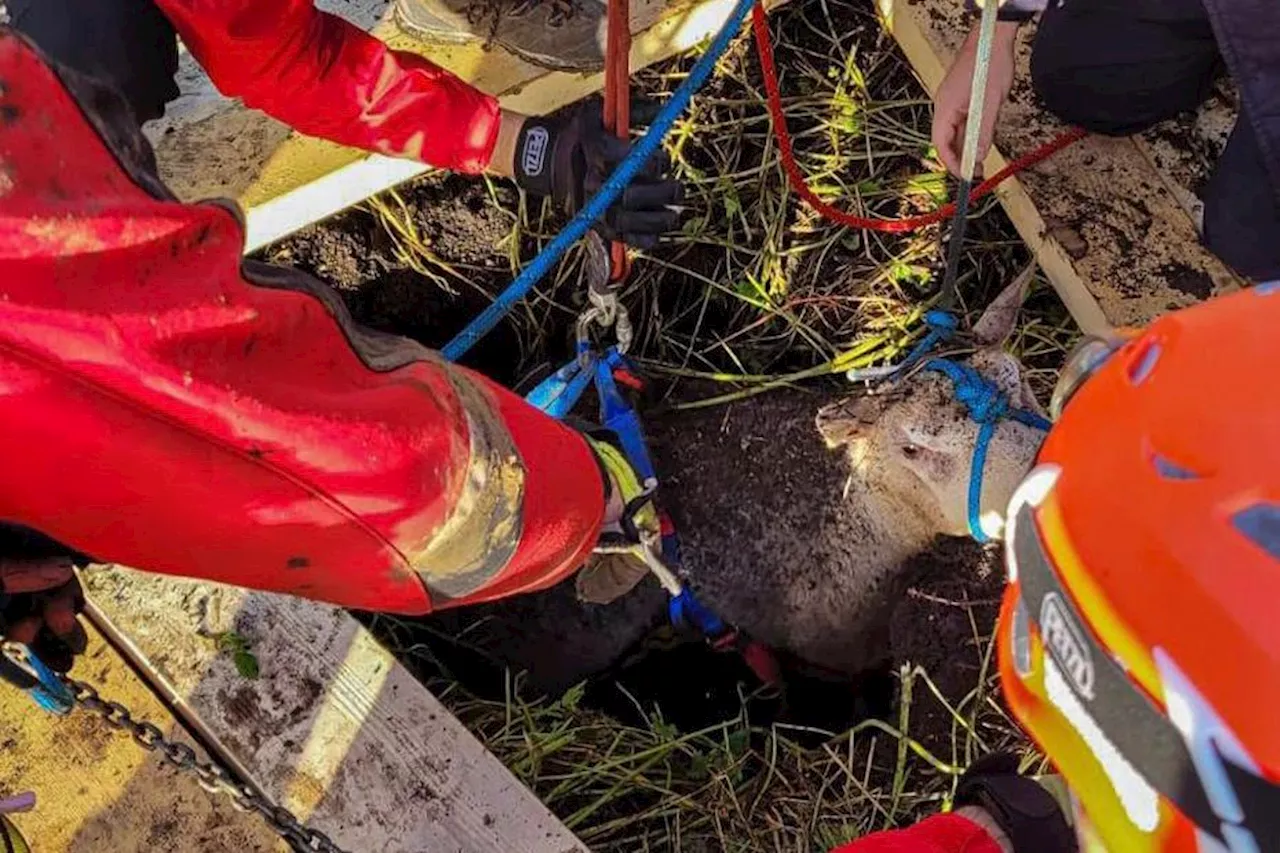 La belle histoire : une brebis tombée dans une fosse de cinq mètres sauvée par les pompiers