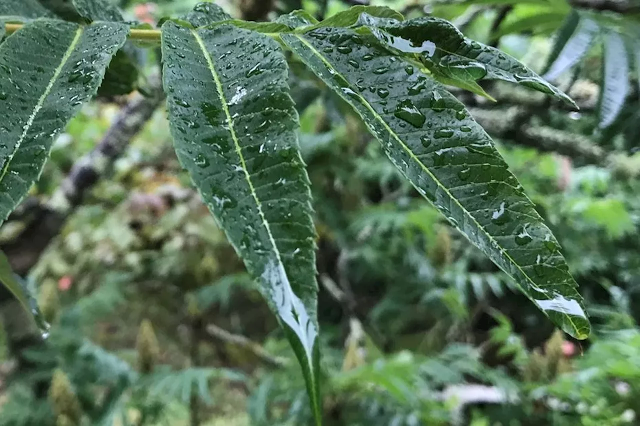 Météo en Pays de la Loire : encore une journée bien pluvieuse