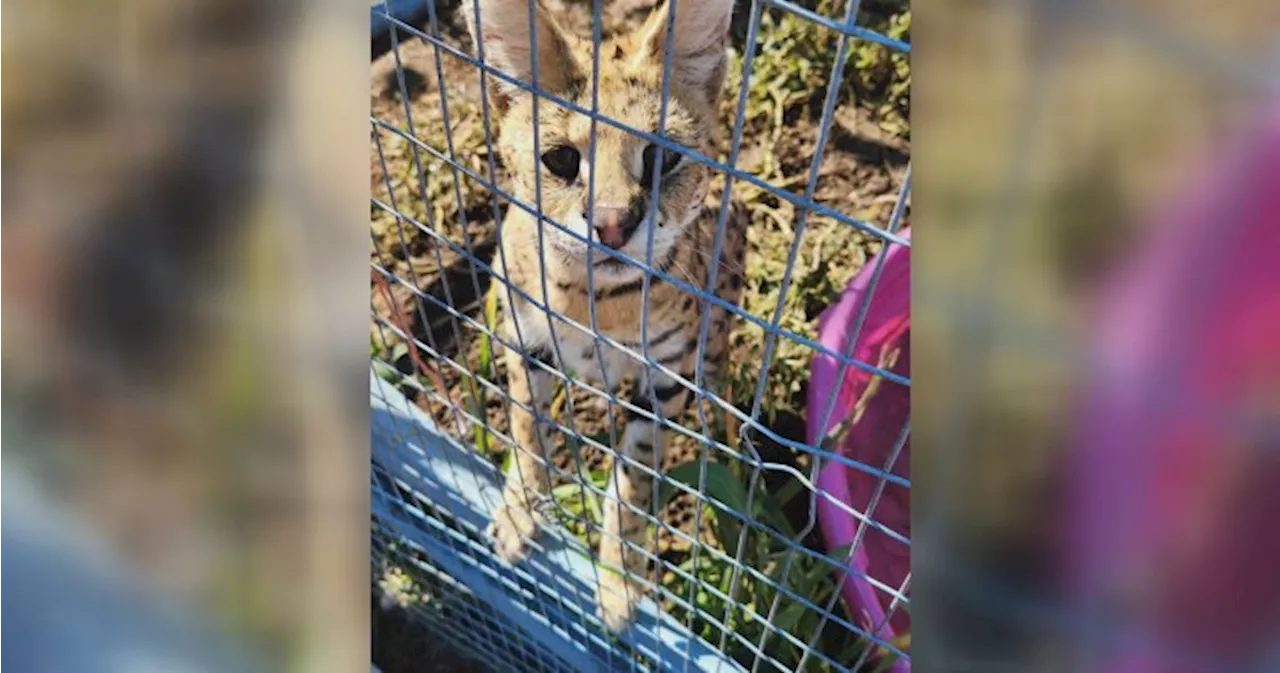 Ontario police warn of escaped African serval cat, say it can attack pets