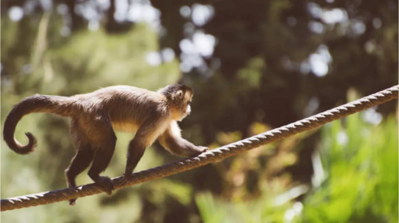 The story of these monkeys and their escape attempt from Dublin Zoo