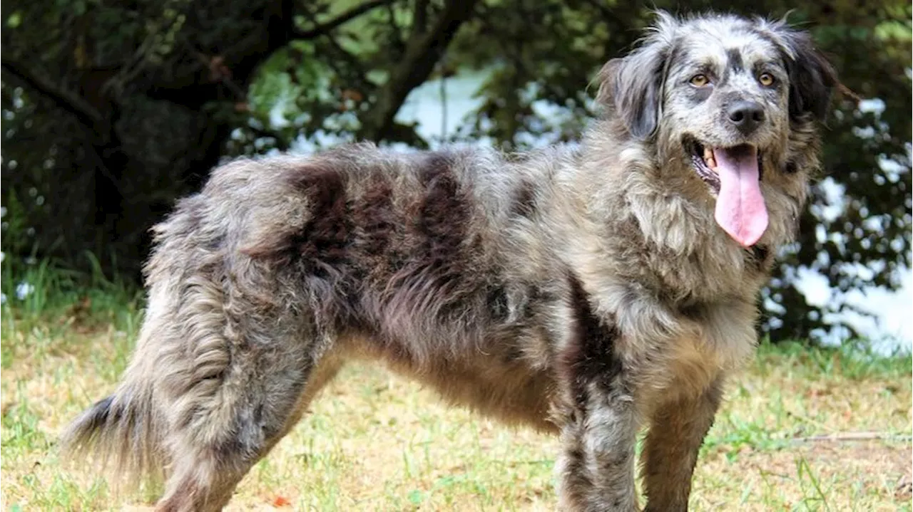 Encuentran al perro que se había escapado tras el ataque mortal a Arancha en La Hiniesta