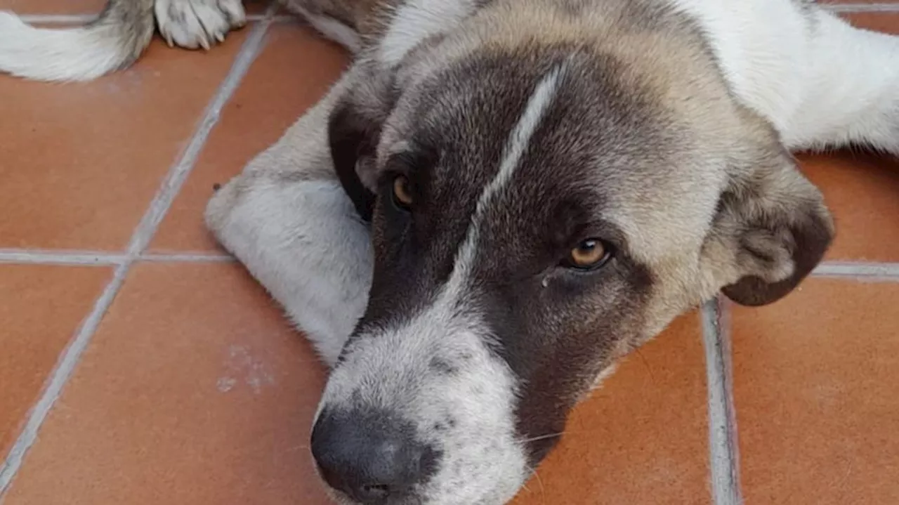 Rescatan a Milagros, un mastín abandonado en el cementerio de Écija