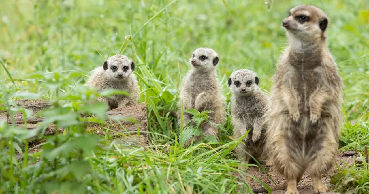 Three meerkat babies born in Fota wildlife park