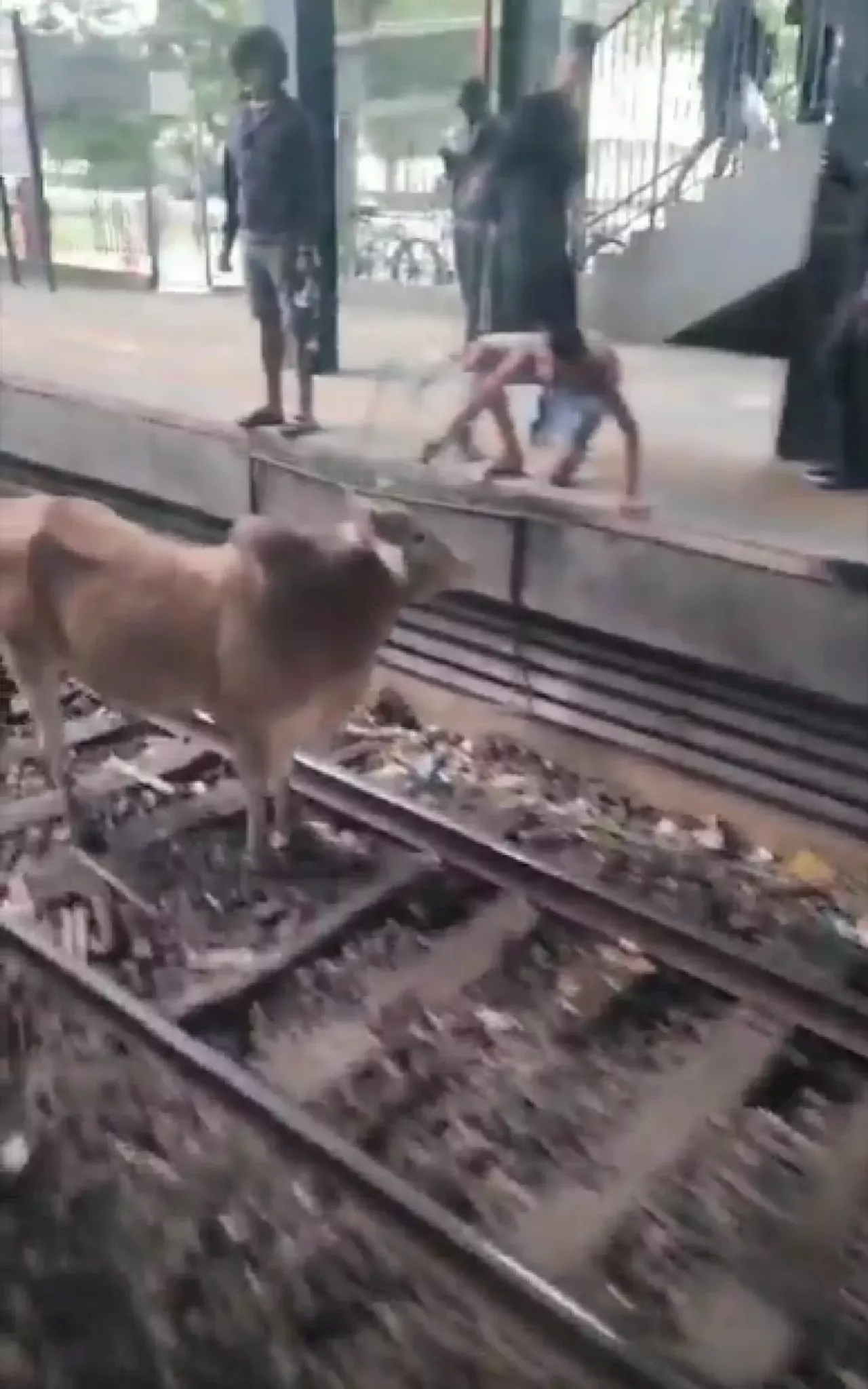 Vídeo Bois Aparecem Em Trilhos E São Resgatados Na Estação Magalhães