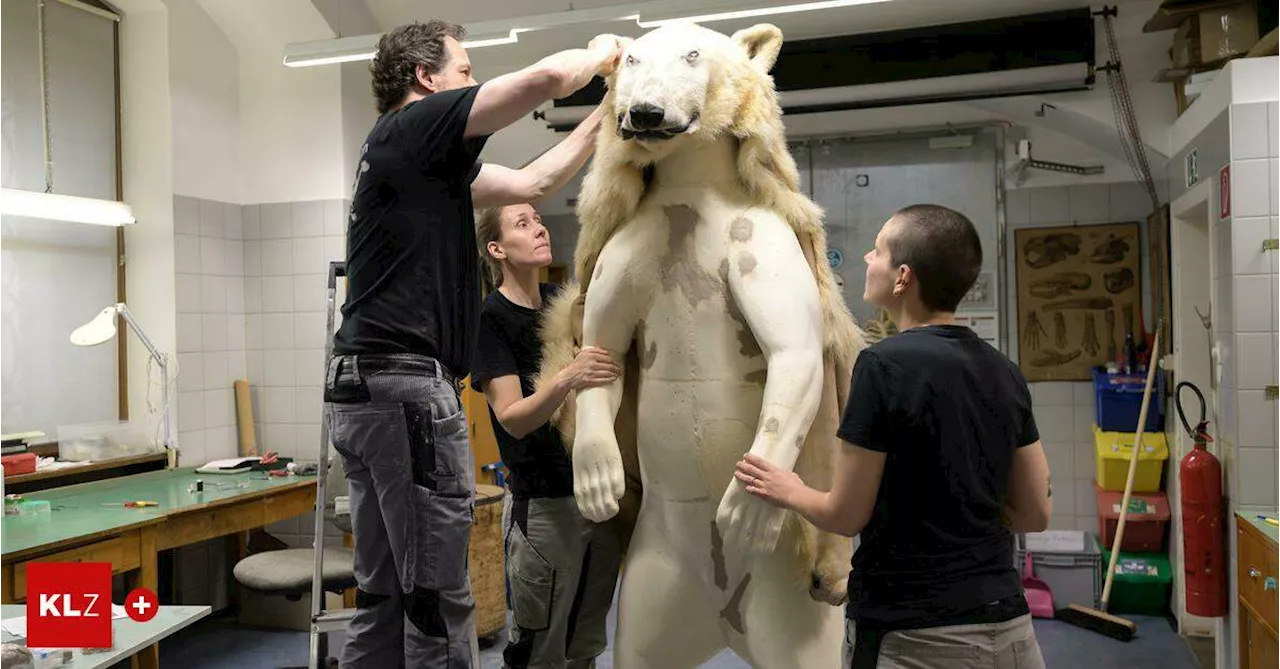 Wo die G‘stopften wohnen:Wie eine Eisbärin aus dem Schönbrunner Zoo ins Museum kommt