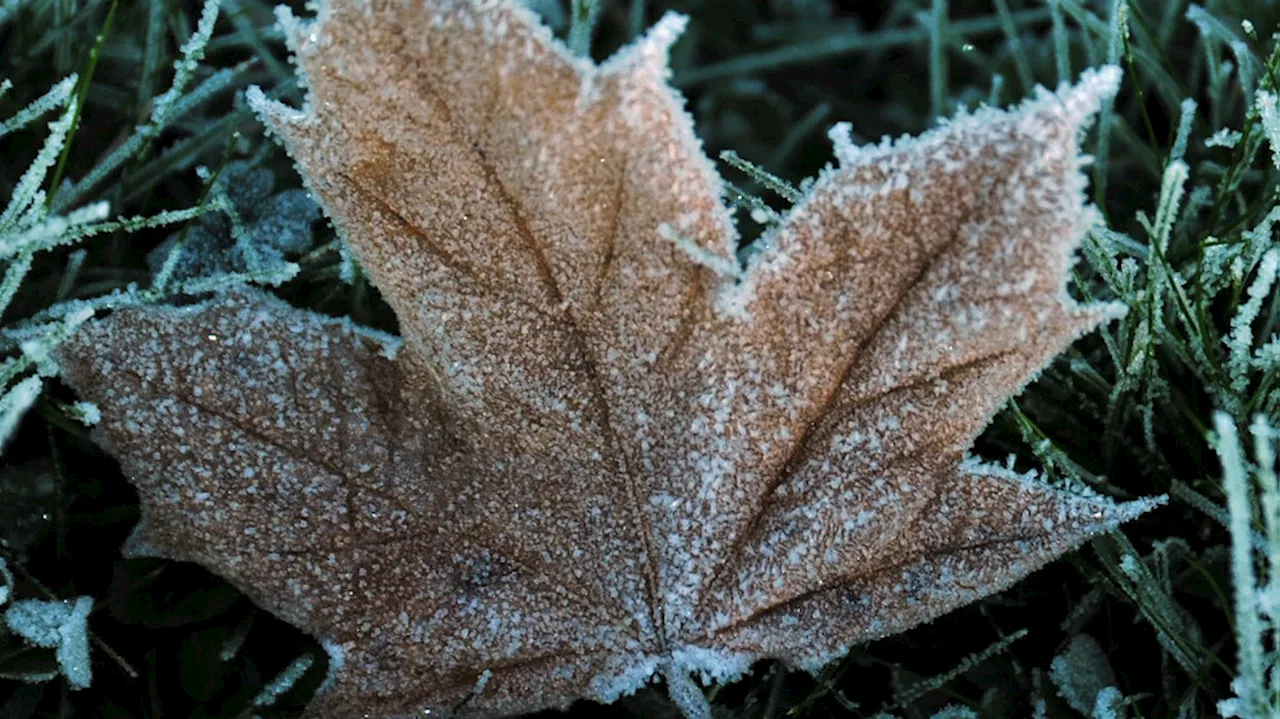 Frigid overnight temps expected to stick around western Washington into the weekend