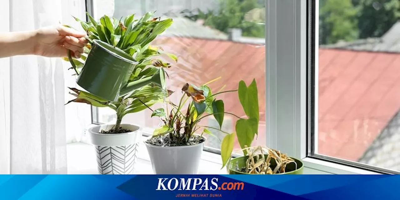 3 Jenis Tanaman yang Cocok Diletakkan di Ambang Jendela