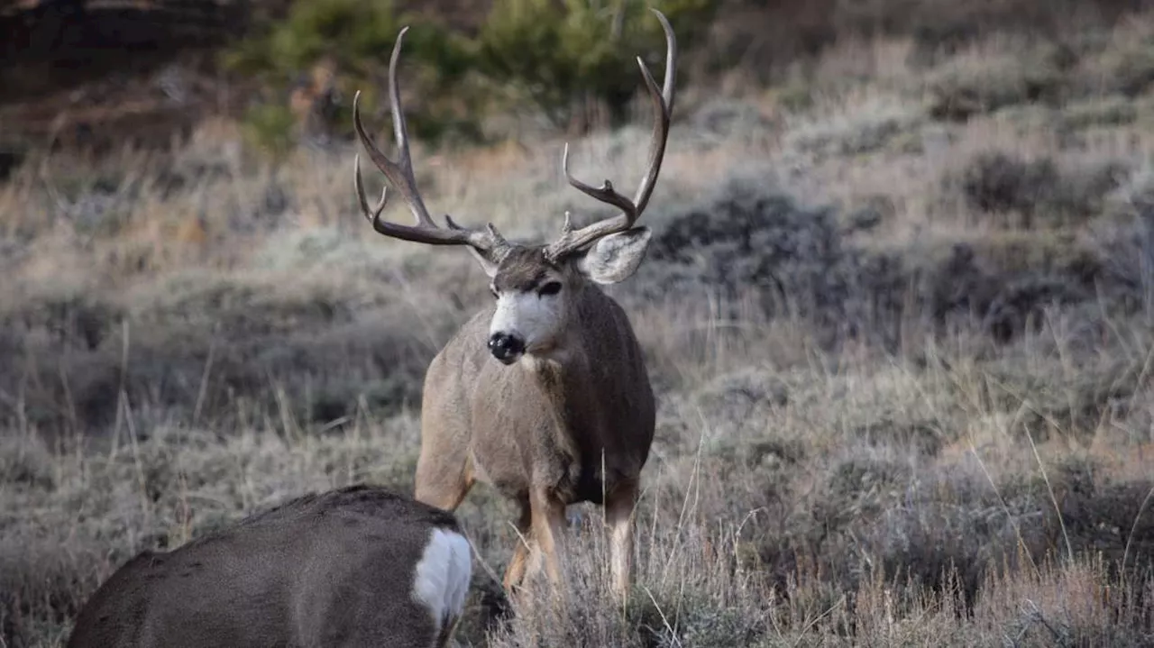 Utah seeks to implement, study deer hunt changes in 2024 as deer populations struggle